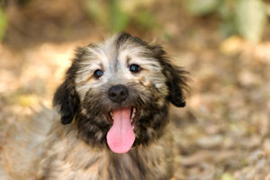 Puppy dog happy is an adorable fluffy puppy dog outdoors looking as cute as an animal can be.